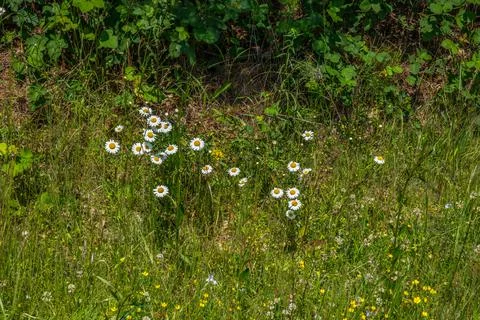 Daisies in a field Foto stock