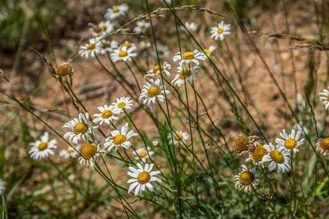 Daisies in a field Stock Photos