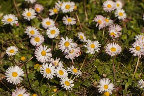 Daisies in a field Foto stock