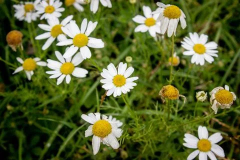 Daisies in field Stock Photos