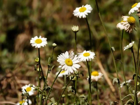 Daisies in a field Stock Photos