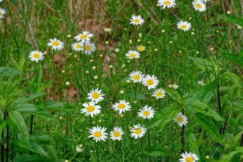 Daisies in the field Stock Photos