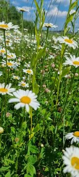 Daisies on the field 스톡 사진