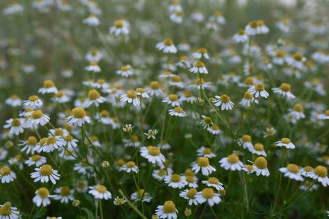 Daisies in the field 写真素材