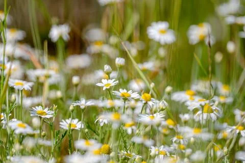 Daisies In The Field Stock Photos