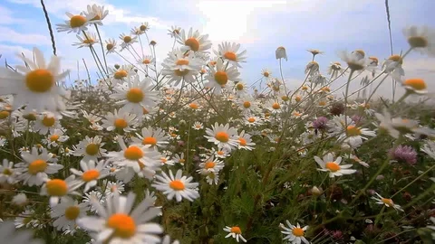 Daisies in a field sway in the wind Stock Footage 101006418