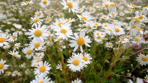 Daisies in a field sway in the wind Video stock 101006553