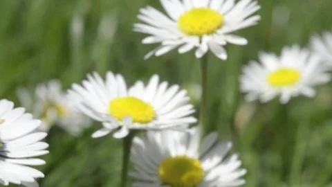 Daisies in a fileld 스톡 동영상 74088826