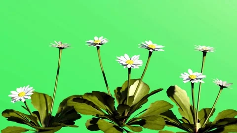 Daisies final Stock Footage 162946053