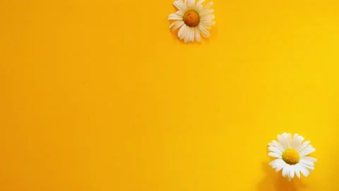 Daisies flat lay on yellow background. Stock Footage 156562524