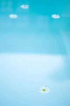 Daisies floating on surface of water Foto stock