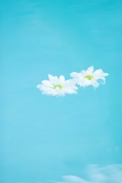 Daisies floating on surface of water Foto stock