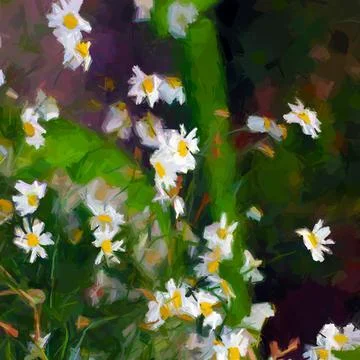 Daisies floral composition Stock Photos