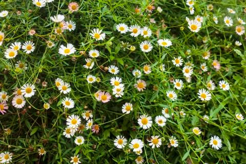 Daisies flowe Stock Photos