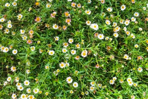 Daisies flowe Stock Photos