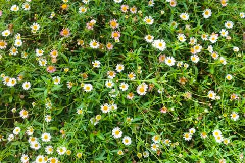 Daisies flowe Stock Photos