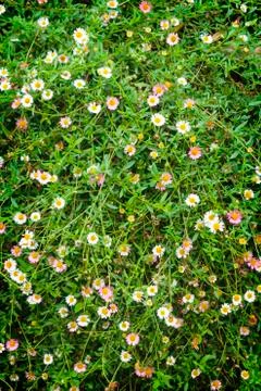 Daisies flowe Stock Photos