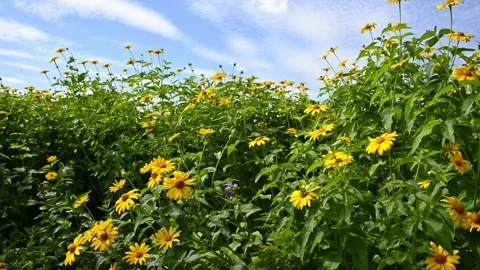 Daisies flower bed against blue partially clouded spring sky. Yellow margueritas Stock Footage 322027414