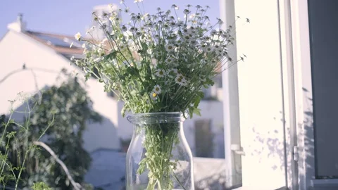 Daisies flower plants in the window Stock Footage 128423799