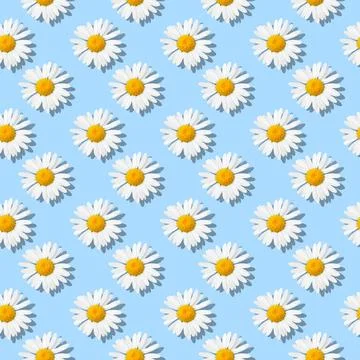 Daisies - Flower seamless pattern Stock Photos