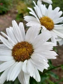 Daisies from the flowerbed Stock Photos