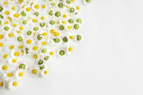 Daisies flowers background Stock Photos