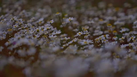 Daisies flowers Stock Footage 236486810