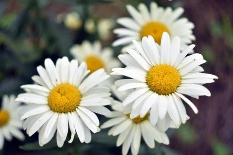 Daisies flowers on the green medow close-up Stock Photos