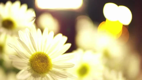 Daisies flowers at night / Focus pull Stock Footage 130881781
