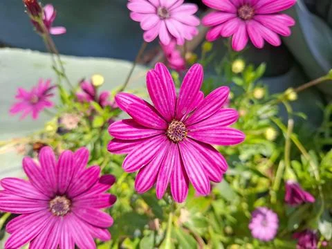 Daisies flowers in the spring Foto stock