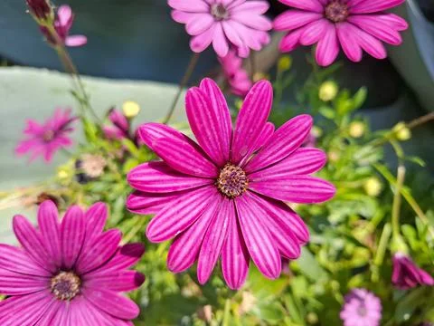 Daisies flowers in the spring 库存照片