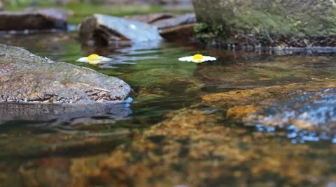 Daisies flowing on the river surface Stock Footage 52726791