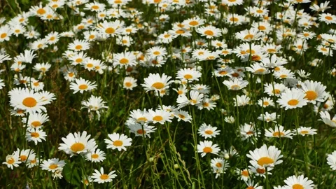 Daisies flutter in the wind. Field flowers. 4K. HD Stock Footage 134974653