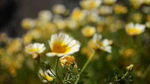Daisies Fluttering in the Wind Stock Footage 130052627