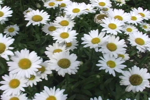 Daisies Stock Footage 353940