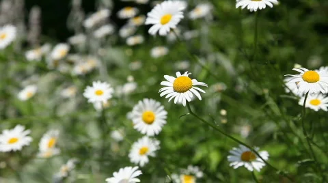 Daisies Video stock 478113