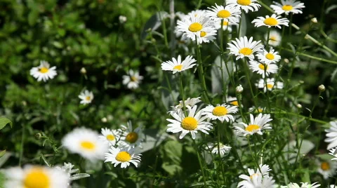 Daisies Video stock 478166