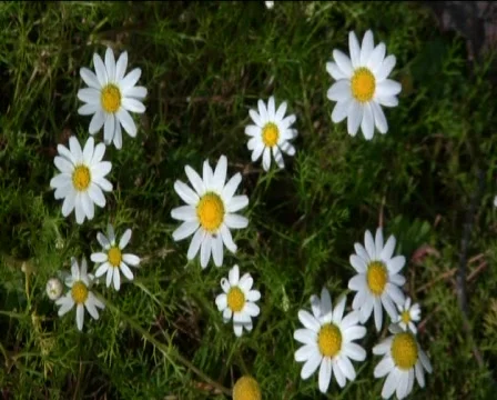 Daisies Video stock 602396