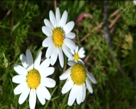 Daisies Stock Footage 602397
