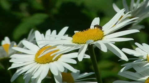 Daisies Stock Footage 7901058