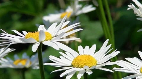 Daisies Stock Footage 7901067