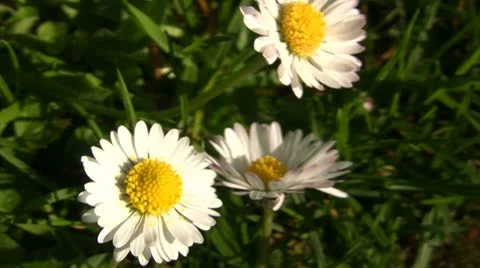 Daisies Видео 8925999