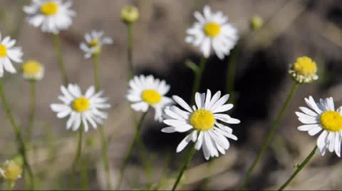 Daisies Stock Footage 24832386