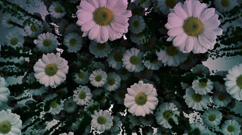 Daisies 스톡 동영상 25003984
