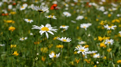 Daisies Stock Footage 25487712
