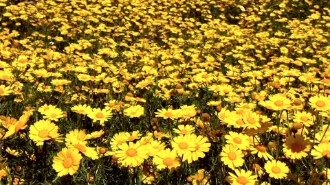 Daisies. Stock Footage 110947473