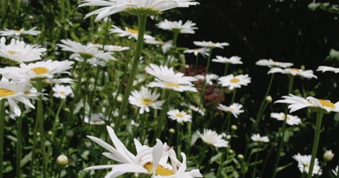 Into the Daisies Stock Footage 132470629