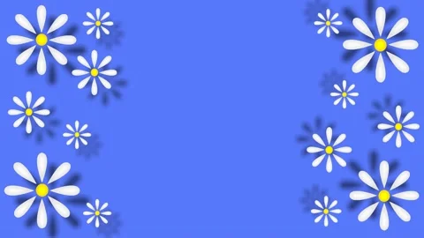 Daisies Stock-Footage 151667285