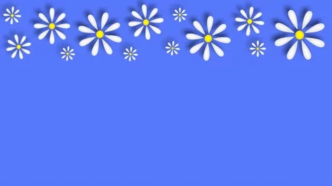 Daisies Stock Footage 151667317