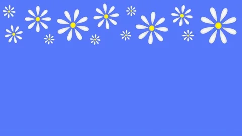 Daisies Stock Footage 151667319